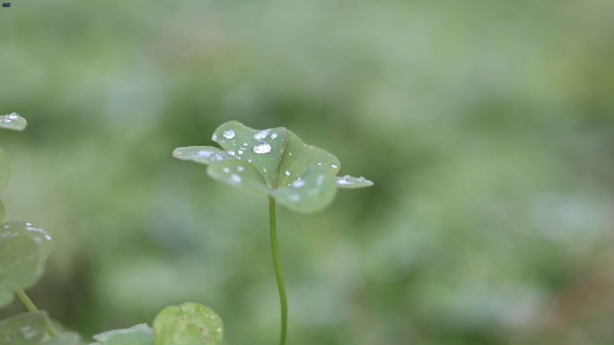 四叶草 幸运草 三叶草