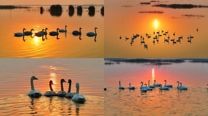 4k-湿地-夕阳下唯美天鹅戏水