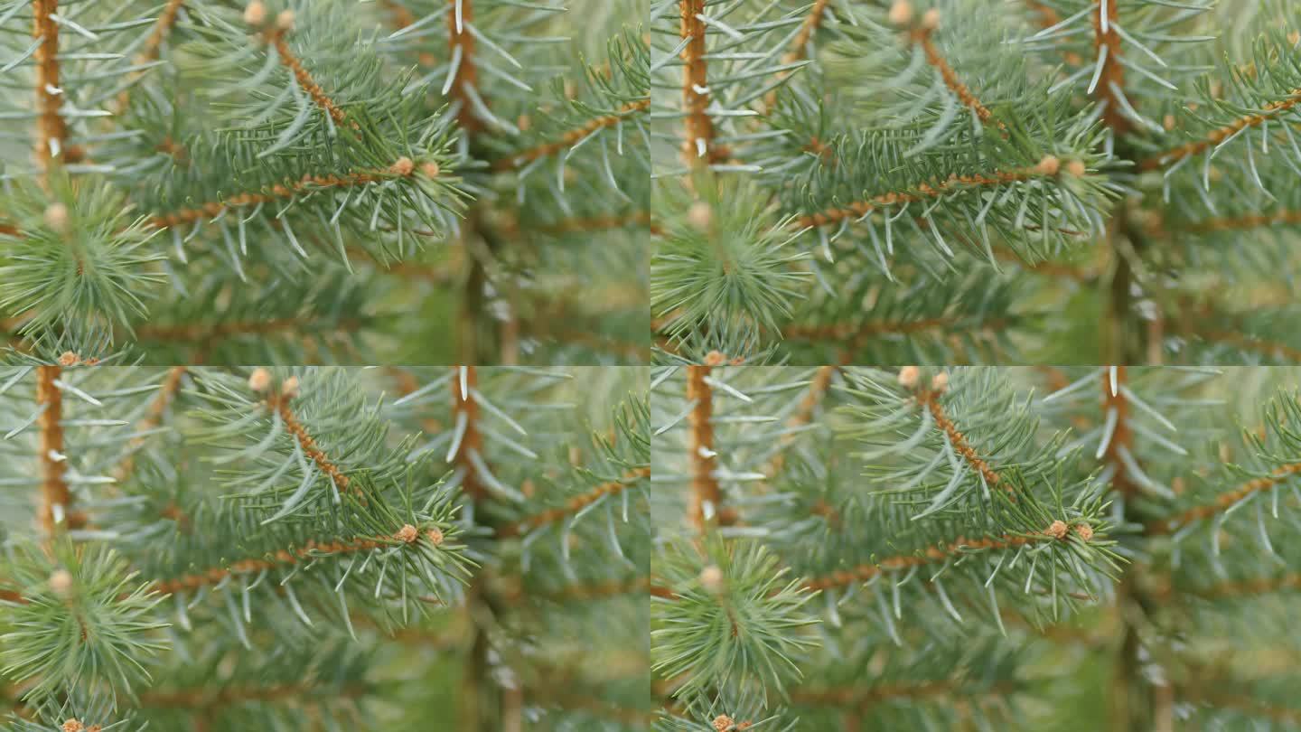针叶林。蓝灰色毛茸茸的圣诞树背景。云杉的分支。架的焦点。