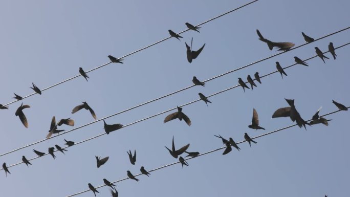 栖息在电线上的鸟迁徙到温暖的国家。候鸟在电线上休息慢动作，4K
