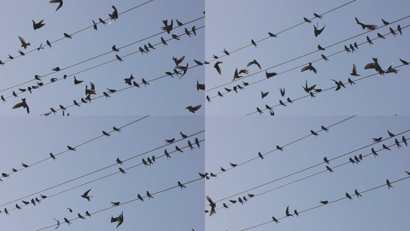 栖息在电线上的鸟迁徙到温暖的国家。候鸟在电线上休息慢动作，4K