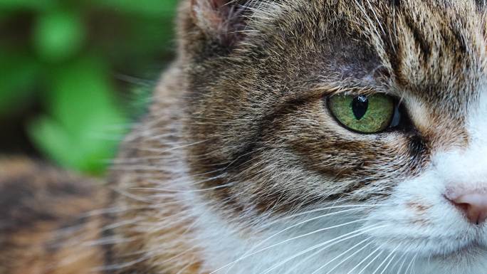 4K小野猫花猫眼睛凝视毛茸茸猫爪肉垫