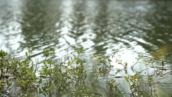 秋天阳光微风下的柳树柳条湖面4K100p