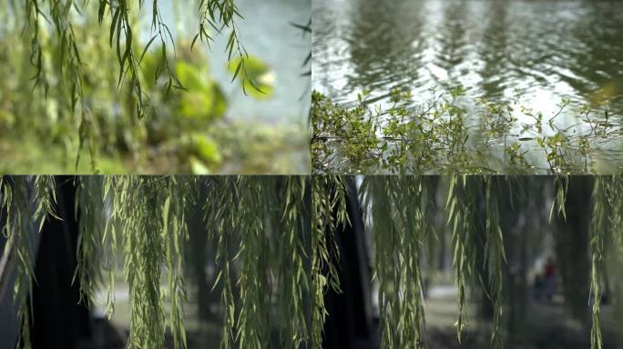 秋天阳光微风下的柳树柳条湖面4K100p