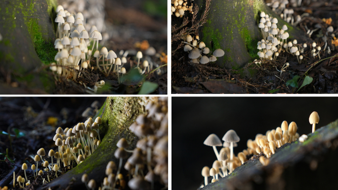 密环菌野生毒蘑菇