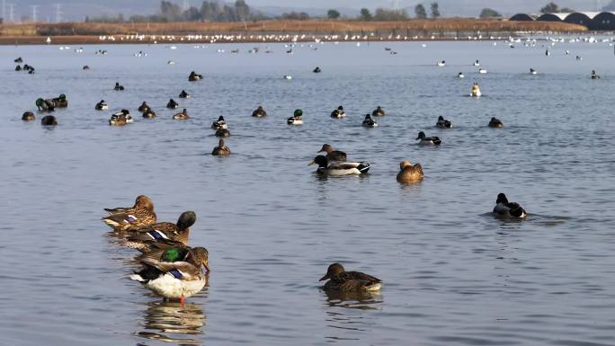 湿地里嬉戏的绿头鸭