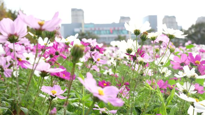 鲜花 格桑花 清新 风景4K