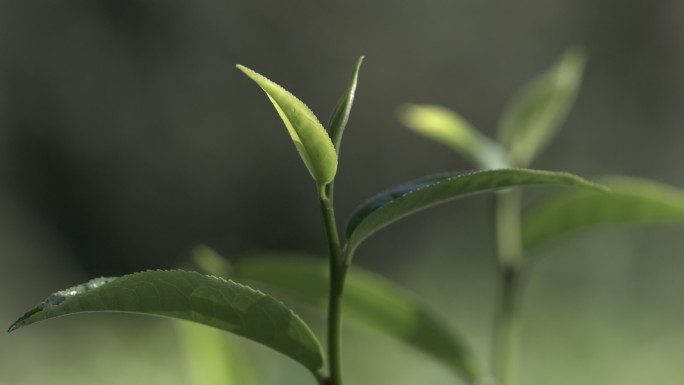 茶叶茶山茶艺茶园普洱采茶茶红茶绿茶春茶茶