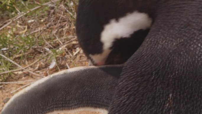 一只麦哲伦企鹅小心翼翼地用嘴清洁羽毛的特写镜头