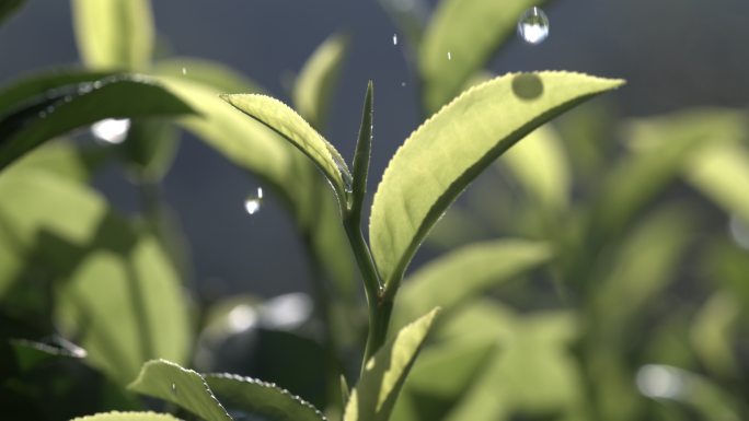 茶叶茶山茶艺茶园普洱采茶茶红茶绿茶春茶茶