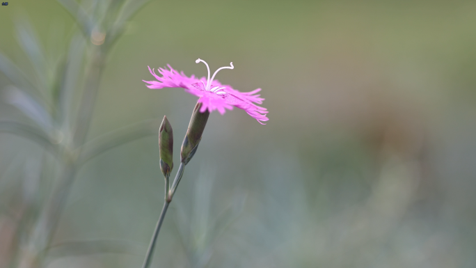 唯美花卉 石竹花、瞿麦草 漂亮的花