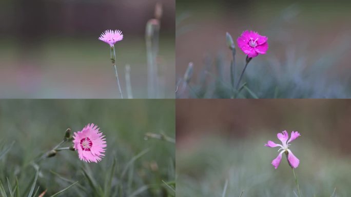 唯美花卉 石竹花、瞿麦草 漂亮的花