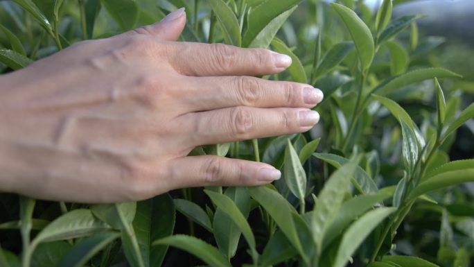 茶叶茶山茶艺茶园普洱采茶茶红茶绿茶春茶茶