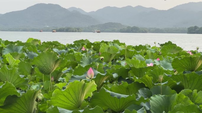 西湖十景之曲院风荷