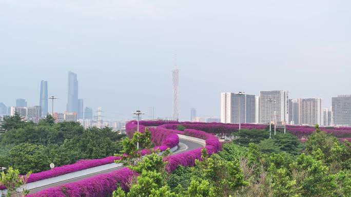 中国广东省广州市东晓南立交三角梅