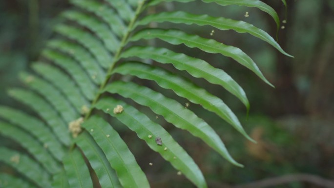 森林里生长的乌毛蕨植物