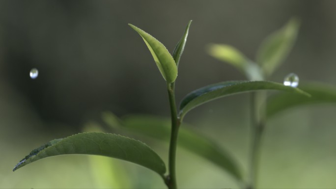 茶叶茶山茶艺茶园普洱采茶茶红茶绿茶春茶茶