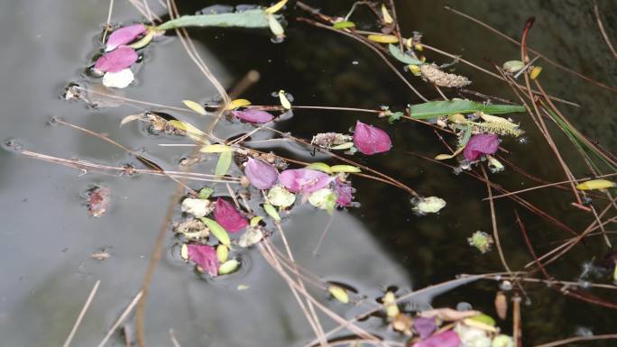 水面落叶花瓣