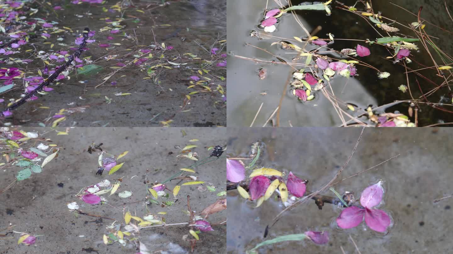 水面落叶花瓣