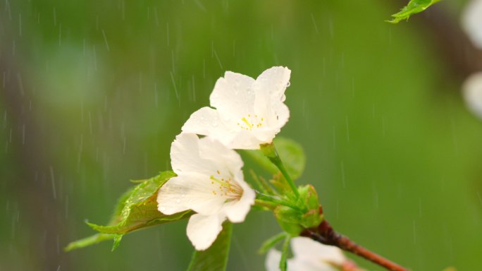 海棠 绿叶 细雨 2