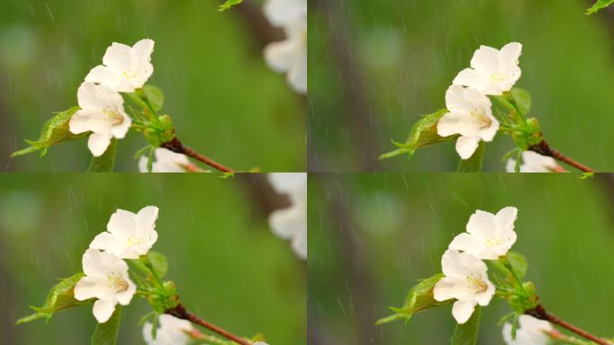 海棠 绿叶 细雨 2