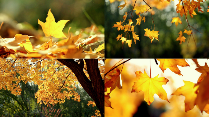 秋天落叶树叶落下树叶飘落唯美空镜