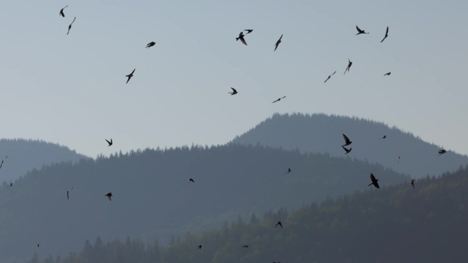 许多鸟在群山的映衬下飞翔。黎明时分成群的燕子。候鸟秋天迁徙到温暖的国家，是候鸟