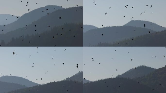 许多鸟在群山的映衬下飞翔。黎明时分成群的燕子。候鸟秋天迁徙到温暖的国家，是候鸟