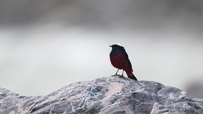 雄伟的鸟，白帽红尾鸟，早上坐在溪水的岩石上