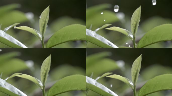 茶叶茶山茶艺茶园普洱采茶茶红茶绿茶春茶茶