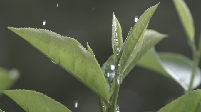 茶叶茶山茶艺茶园普洱采茶茶红茶绿茶春茶茶