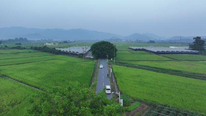 中国广州市增城区丝苗米省级现代农业产业园