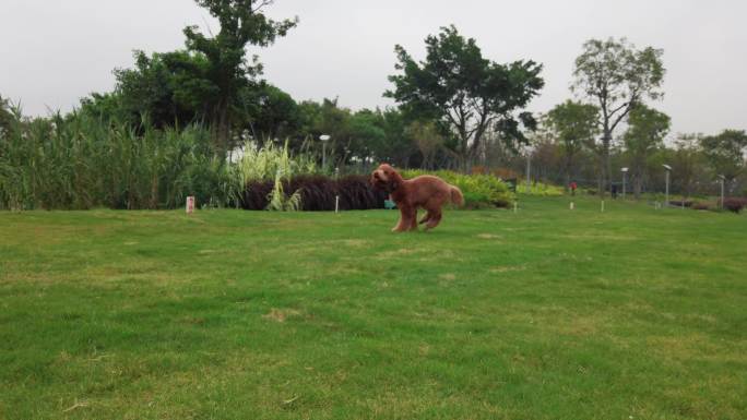 实拍4k 巨型贵宾犬在草地上玩耍奔跑