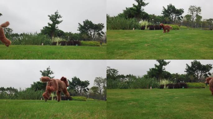 实拍4k 巨型贵宾犬在草地上玩耍奔跑