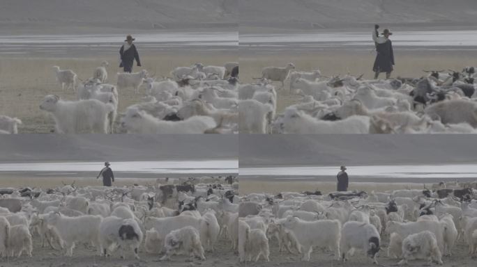 日土牧羊人放牧