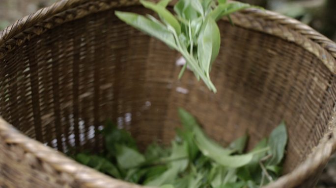 茶叶茶山茶艺茶园普洱采茶茶红茶绿茶春茶茶