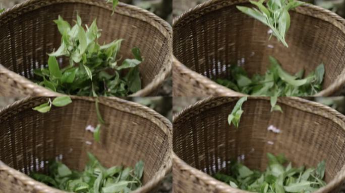 茶叶茶山茶艺茶园普洱采茶茶红茶绿茶春茶茶