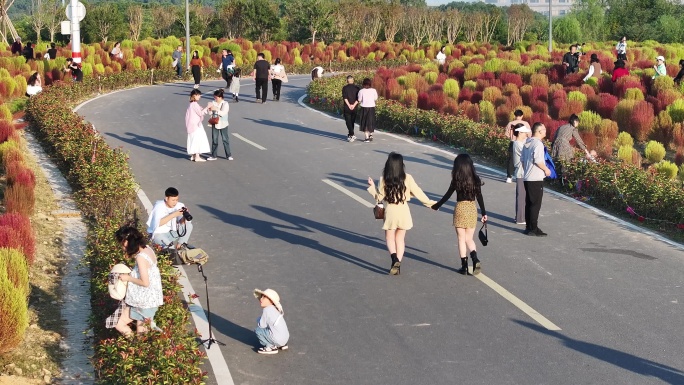 台州路桥飞龙湖地肤草园航拍