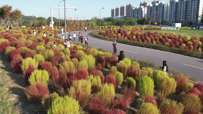 台州路桥飞龙湖地肤草园航拍