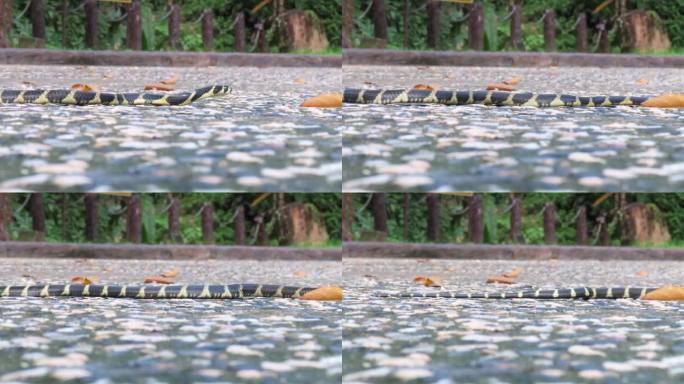 眼镜王蛇生态环境两栖动物特写镜头