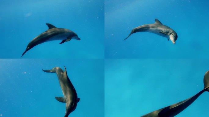 孤独的海豚在深蓝色的海水中嬉戏游泳-水下慢动作拍摄