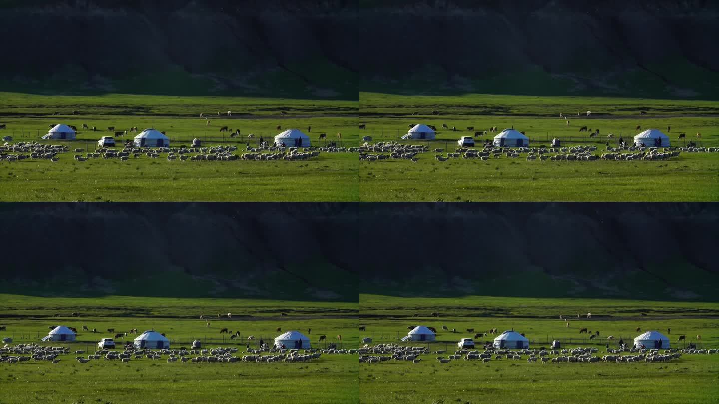 草原 羊群 蒙古包 牛群  草原生活