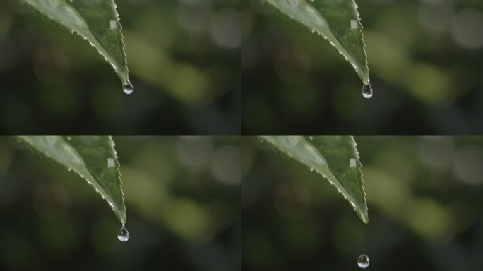 茶叶茶园普洱采茶茶树叶滴水水滴叶子绿叶茶