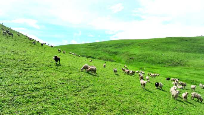 草原牧场 高山牧场 大草山羊群牧场