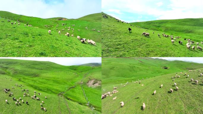 草原牧场 高山牧场 大草山羊群牧场