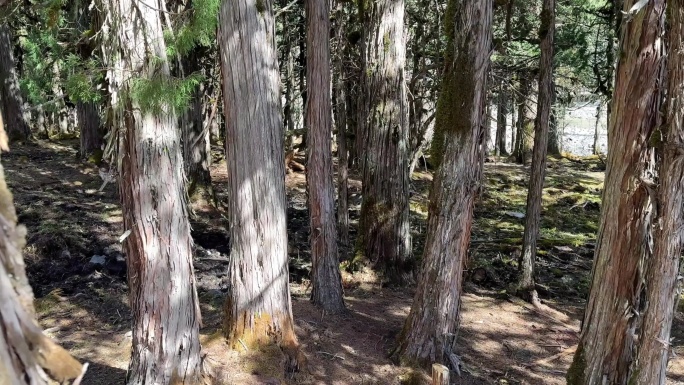 原始森林风光 青苔 苔藓 山间小溪流