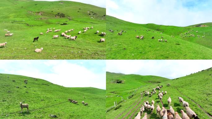 草原牧场 高山牧场 大草山羊群牧场