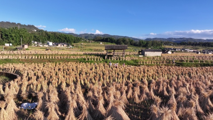 农民在稻田里收获稻谷的传统方式