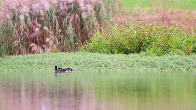 河里的两只野鸭子正在觅食