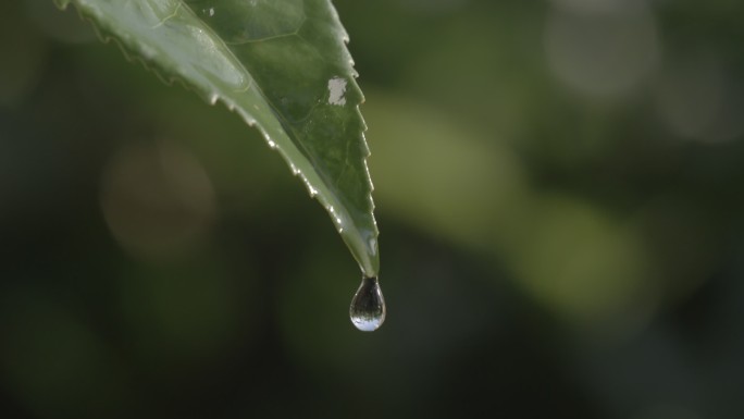 茶叶茶园普洱采茶茶树叶滴水水滴叶子绿叶茶